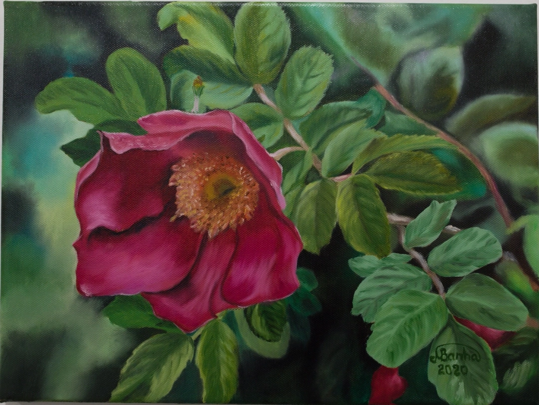 Divoká růže by Marija Banha