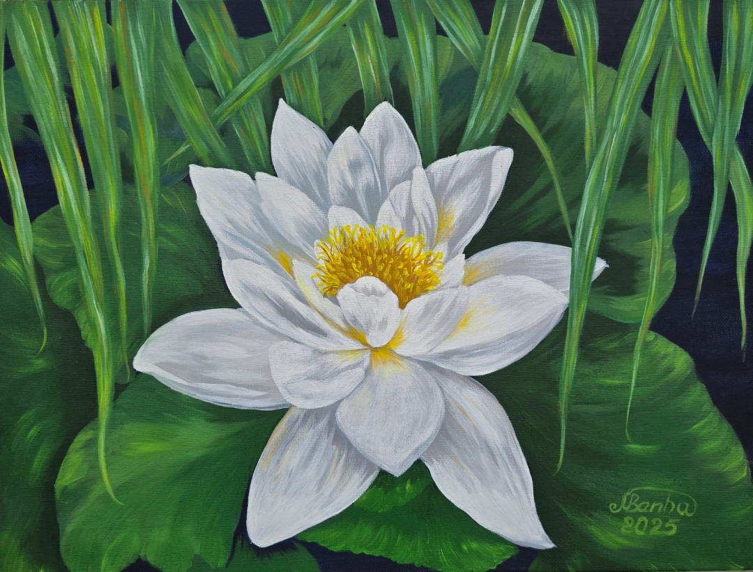 Bílý leknín – akryl na platně a na desce 40 × 30 cm by Marija Banha