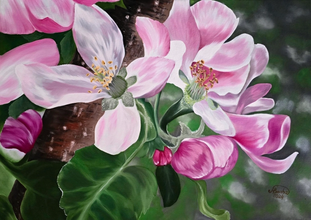 Růžový jabloňový květ – olejomalba na plátně 70 × 50 cm by Marija Banha